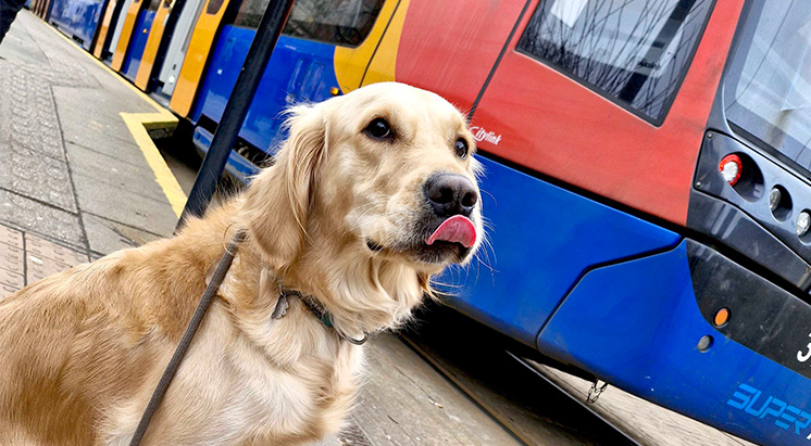 Paws-itive news as dogs allowed on trams