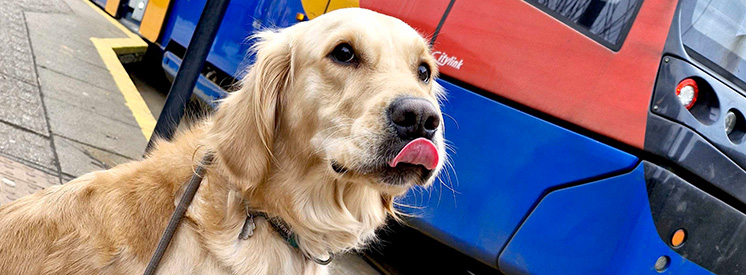 Paws-itive news as dogs allowed on trams